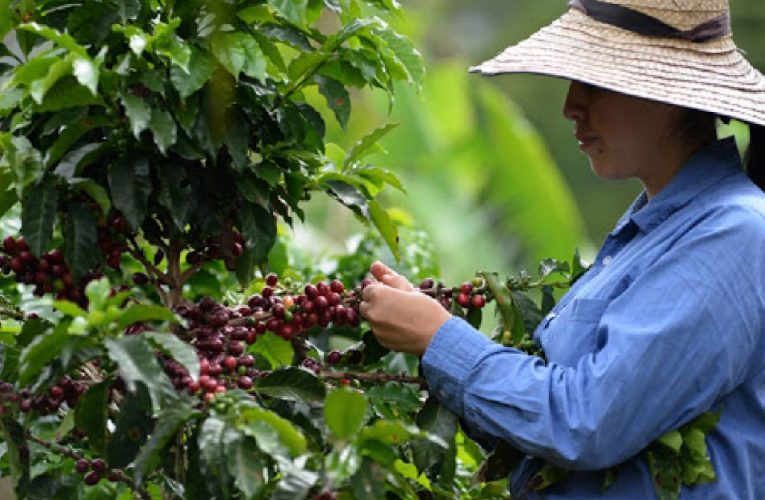Producción de café de Colombia repunta por primera vez desde abril.