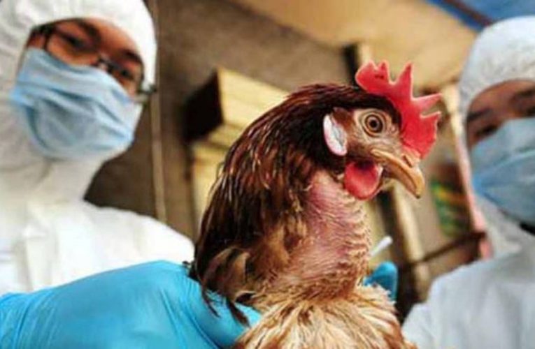 Nueva gripe aviar tiene un mayor riesgo de propagación a los humanos